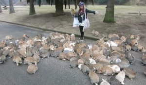 L'île des Lapins au Japon : Ōkunoshima