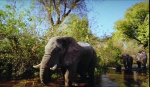 AFRICAN SAFARI 3D - Bande-Annonce / Trailer [VF|HD1080p]