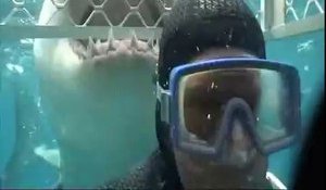 Un grand requin blanc mord une cage de plongeurs