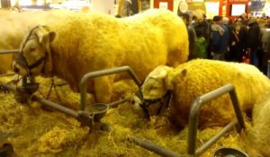 Salon de l'agriculture : forts comme des bœufs