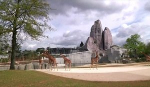 Un zoo de Vincennes tout neuf