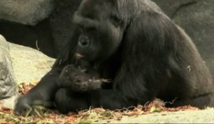 Un bébé gorille nommé par les internautes