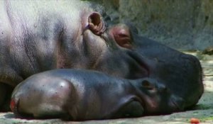 Un bébé hippopotame à baptiser