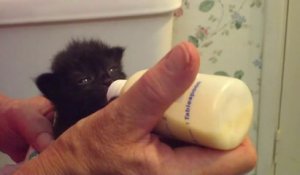 Un bébé chat affamé qui bouge ses oreilles en buvant son lait... Trop mignon!
