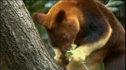 Naissance D Un Bebe Kangourou Arboricole Au Zoo De Sydney