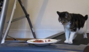 Gym kilo pour les chats : si tu veux manger, marche!