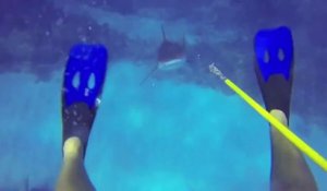 Attaqué par un requin, un plongeur continue à filmer