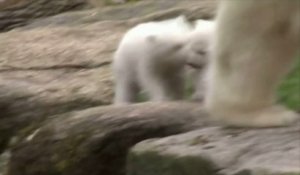 Première sortie pour les bébés ours blancs