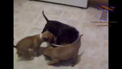 Des Chiens Et Des Chats Se Battent Au Moment Du Repas Hilarant Sur Orange Videos