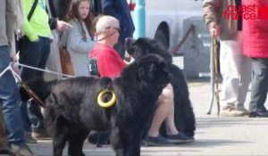 Saint-Malo : des chiens vont secourir leurs maître dans la mer