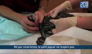 Un bébé jaguar est sauvé par un bouche à bouche