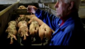 Gaston Wuidard apporte ses derniers cochons à l'abattoir de Liège qui va fermer ses portes