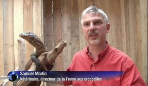 L'arrivée de bébés dragons de Komodo dans un parc zoologique français
