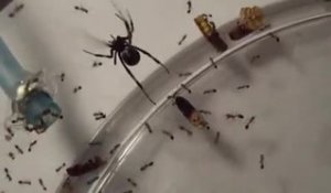 Il Decouvre Une Veuve Noire Et Ses Centaines De Bebes Pieges Dans La Colle A Fourmis Sur Orange Videos