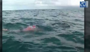 Des dauphins escortent un nageur en Nouvele-Zélande