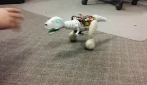 Boomer : le T-Rex robot, pret à se battre... Trop mignon!