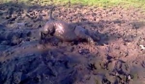 Un chien prend un bain de boue... Adorable!