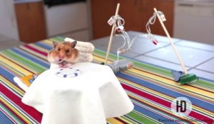 Hamster mange un petit burritos