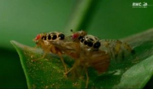 INSOLITE - La mouche à fruits en pleine phase de reproduction