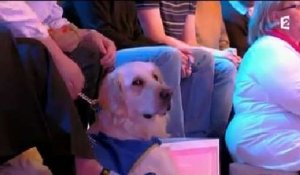 Un chien perturbe l'émission de Nagui sur France 2