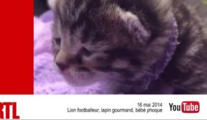 VIDÉO - Lion footballeur, lapin gourmand et bébé phoque : les animaux mignons de la semaine