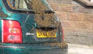 Des milliers d'abeilles sur une voiture!