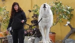 Bête impressionnante : Loup Blanc d'arctic au zoo de San Diego