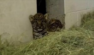 Naissance de deux bébés jaguars dans un zoo de Californie