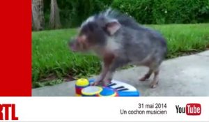VIDÉO - Chien volant, cochon musicien, bébés jaguars : les animaux mignons de la semaine