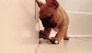 Adorable Bulldog Français découvre les stop-portes! Hilarant.