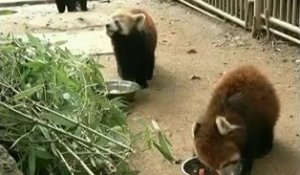 Trois pandas roux transférés dans un zoo de Taïwan