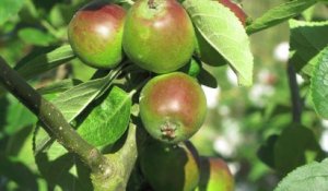 Jardinage: des précautions sont à prendre pour la taille des arbres fruitiers