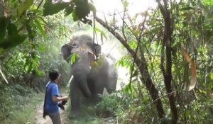 Un homme stoppe un éléphant qui charge