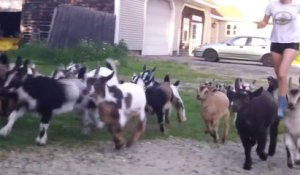 Des bébés chèvres adorable à la ferme! Trop mignon.