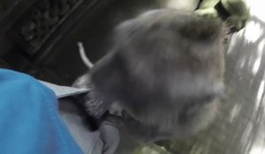 Un singe vole une GoPro!