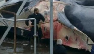L'Islande chasse ses premières baleines de l'année - 24/06
