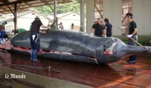Leçon de dépeçage de baleine au Japon