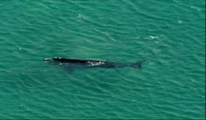 Une baleine s'approche tout près des plages de Sydney