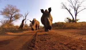 Un Rhino met un coup de tête à une GoPro