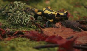 La Salamandre tachetée (Le Tour de France de la biodiversité 12/21)