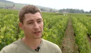 Côte de Beaune : les viticulteurs appellent à l'aide après la grêle