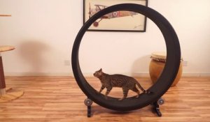 Une roue à hamster pour chat! Marrant...