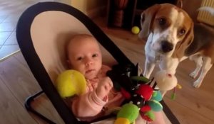 Charlie le chien demande pardon au bébé
