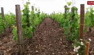 Cheval Blanc :  la parcellisation des vignes