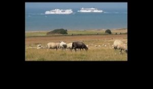 Escalles : moutons au cap Blanc-Nez