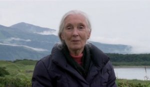 Grizzly - Interview Jane Goodall VO
