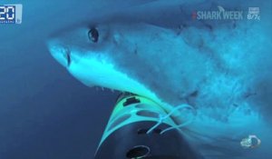 Attaque de requin en multicaméra