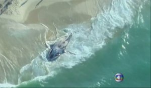 Une baleine de 35 tonnes échouée à Rio