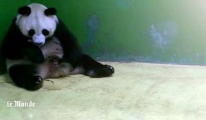 Chine : naissance de triplés pandas dans un zoo de Guangzhou