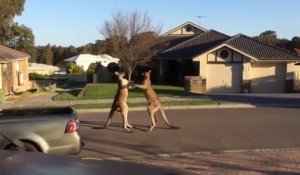 Un combat de kangourous en pleine rue en Australie
